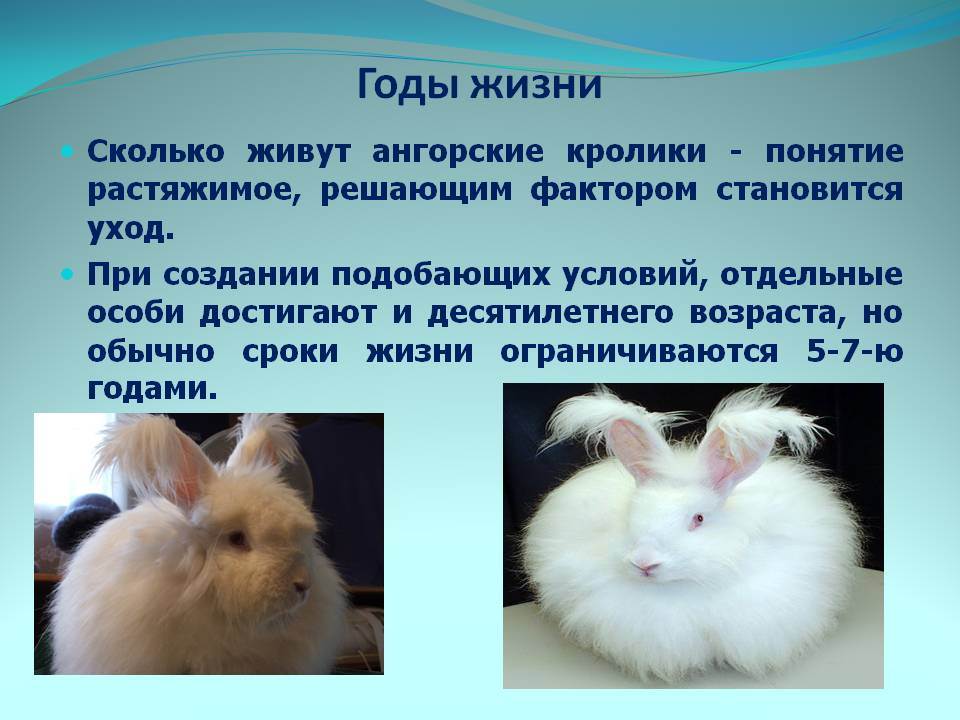 Карликовый кролик: породы, содержание и уход