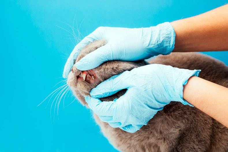 Стоматит у кошек - описание болезни и варианты лечения в домашних условиях (135 фото)