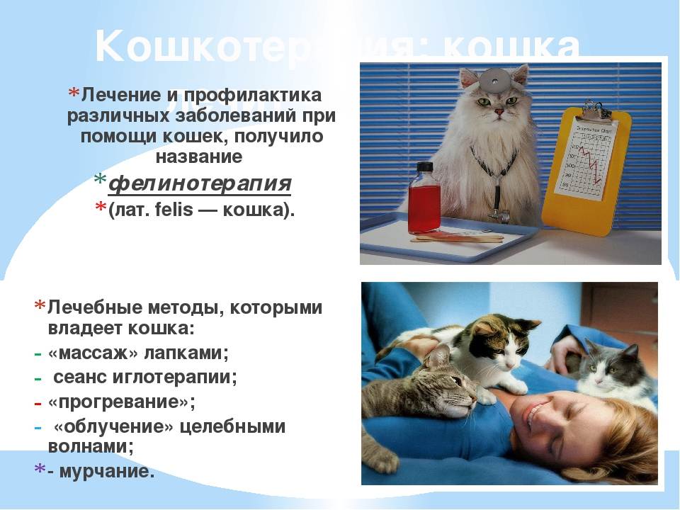 Как понять кошку? зоопсихолог о том, что на самом деле чувствуют наши домашние животные. новости - россия. metro