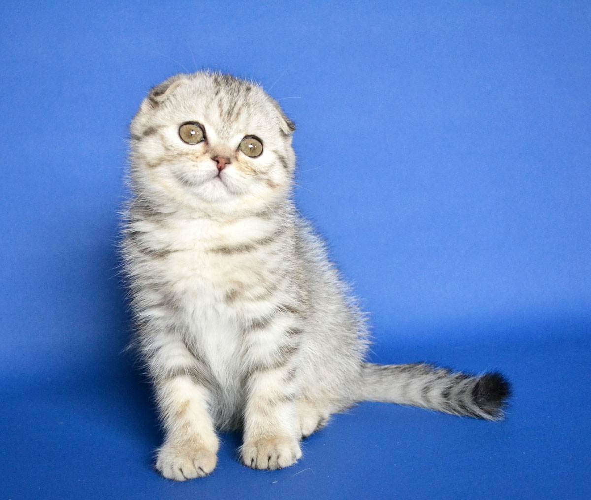 Вислоухие короткошерстные кошки скоттиш-фолд — все о них | муркотики