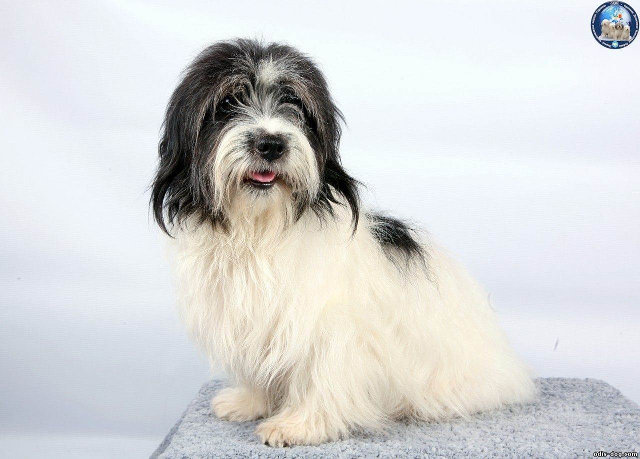 Од ис. Одис порода. Одесская собака Одис. Одис порода собак карликовый. Идеальная собака (Одис).