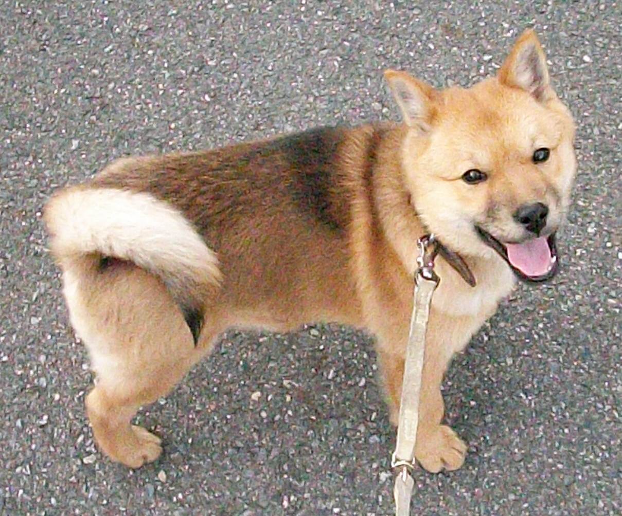 О японских собаках – названия пород, описание, фото