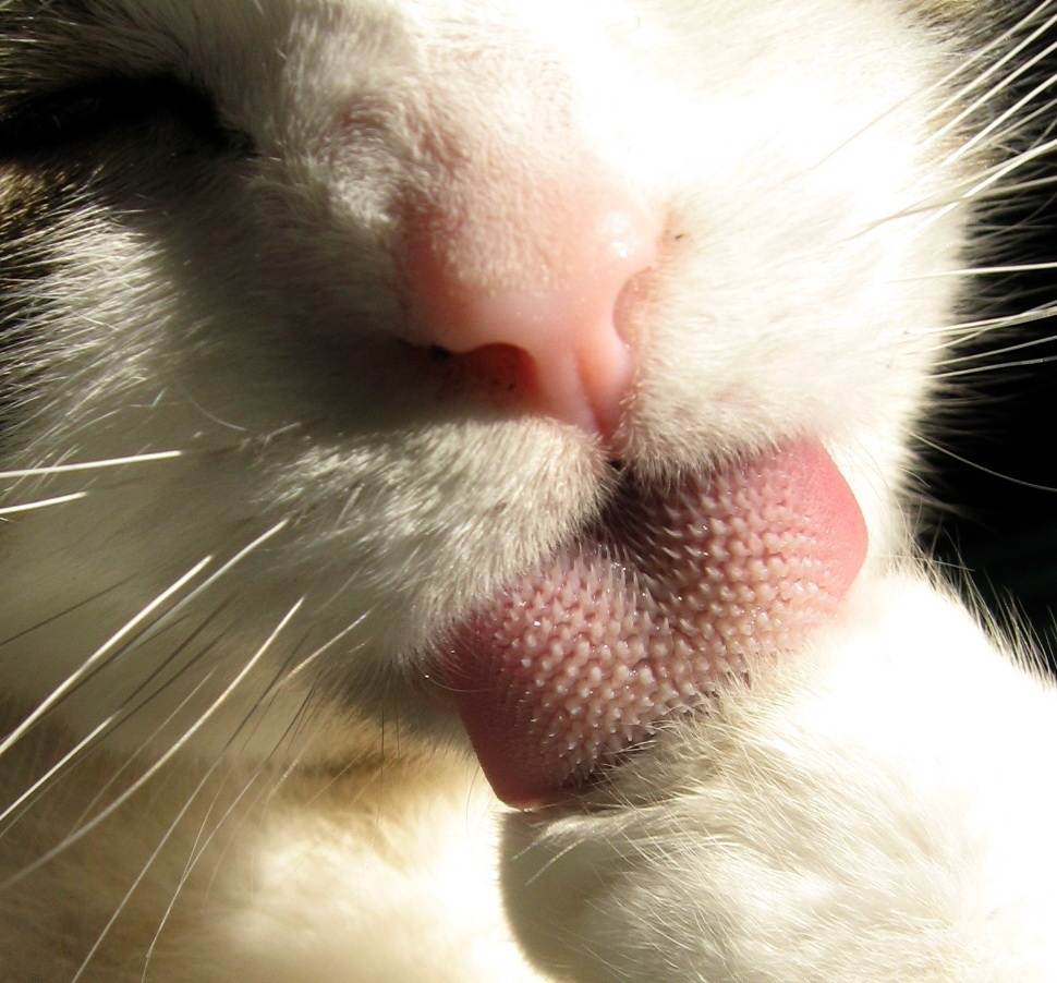 5 причин, почему кошка дышит ртом – нормально ли это, что делать