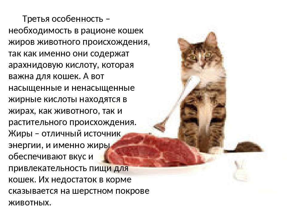 Чем можно кормить домашнюю кошку. Рацион питания для котов. Рацион питания домашней кошки. Правильное питание кошки. Рацион еды для кошек.