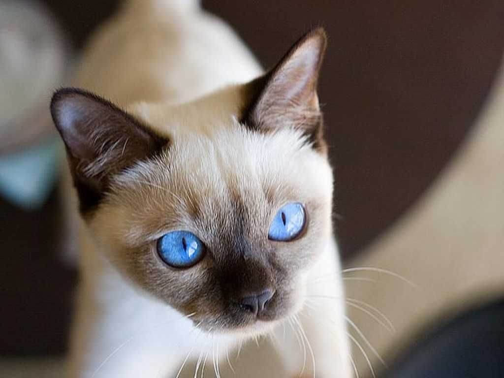 Тонкинская кошка (тонкинез) – все о породе: внешний вид, характер, уход и содержание, кормление