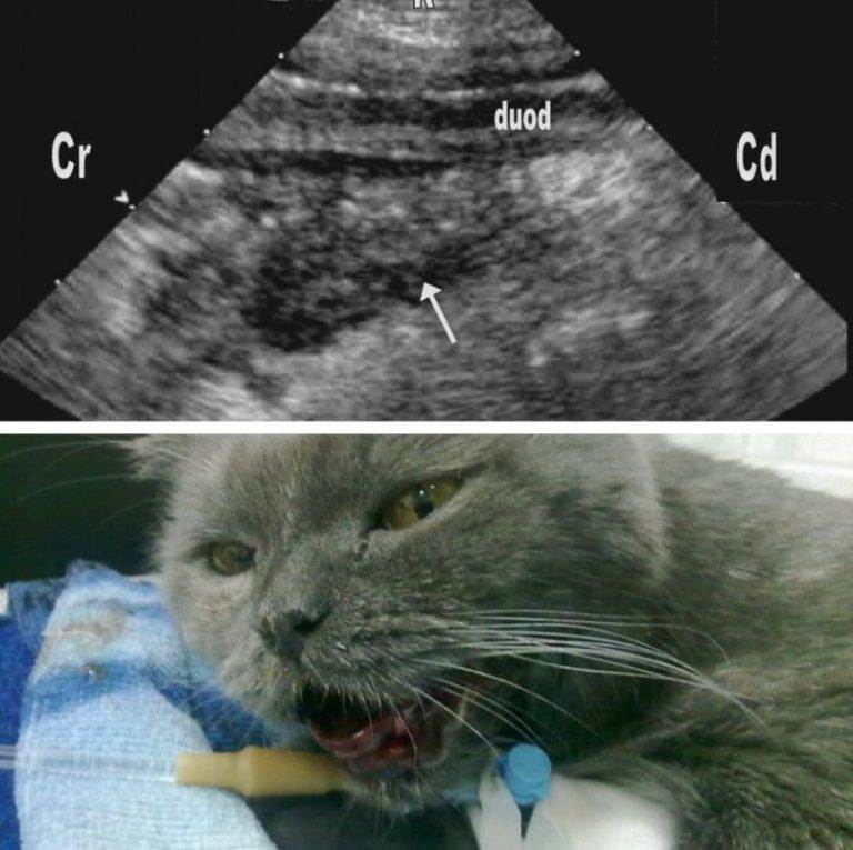 Лимфома у кошек: причины появления, сопровождающие симптомы и лечение