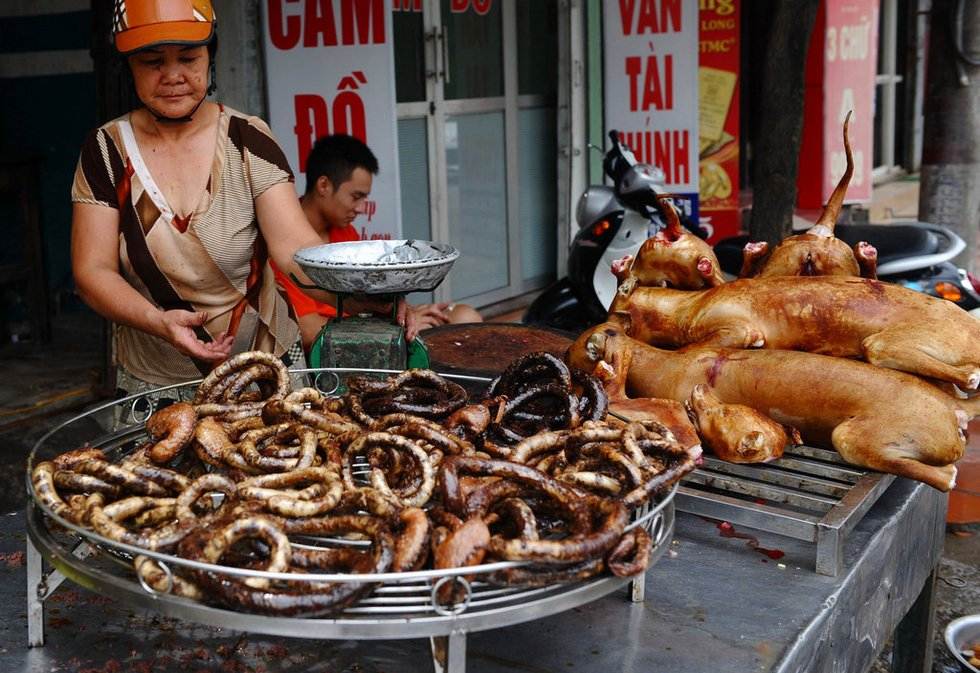 Китайцы едят собак: почему и правда ли это