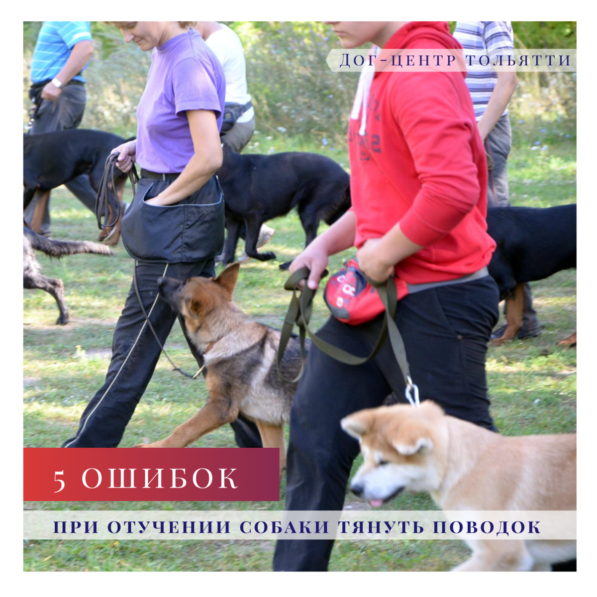 9 главных ошибок при кормлении собаки - gafki.ru
