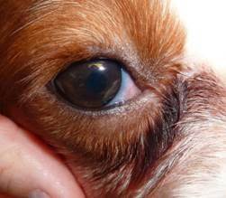 Синдром красного глаза у собак