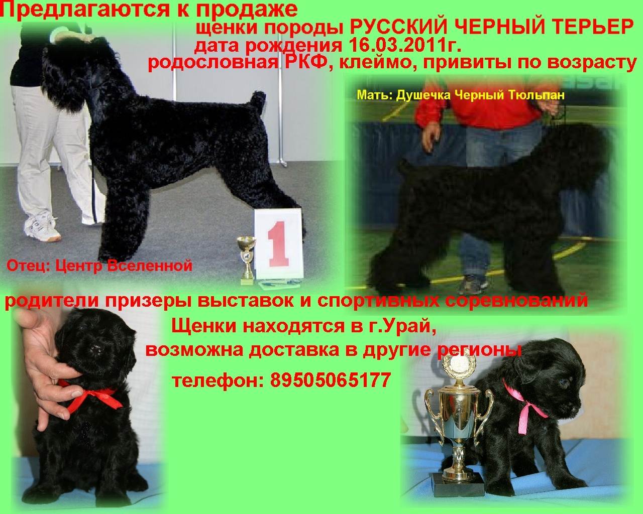 Порода собак русский черный терьер и ее характеристики с фото