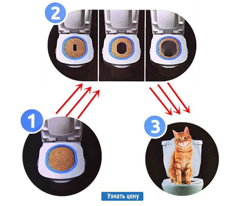 Инструкция по приучению кота к унитазу вместо лотка