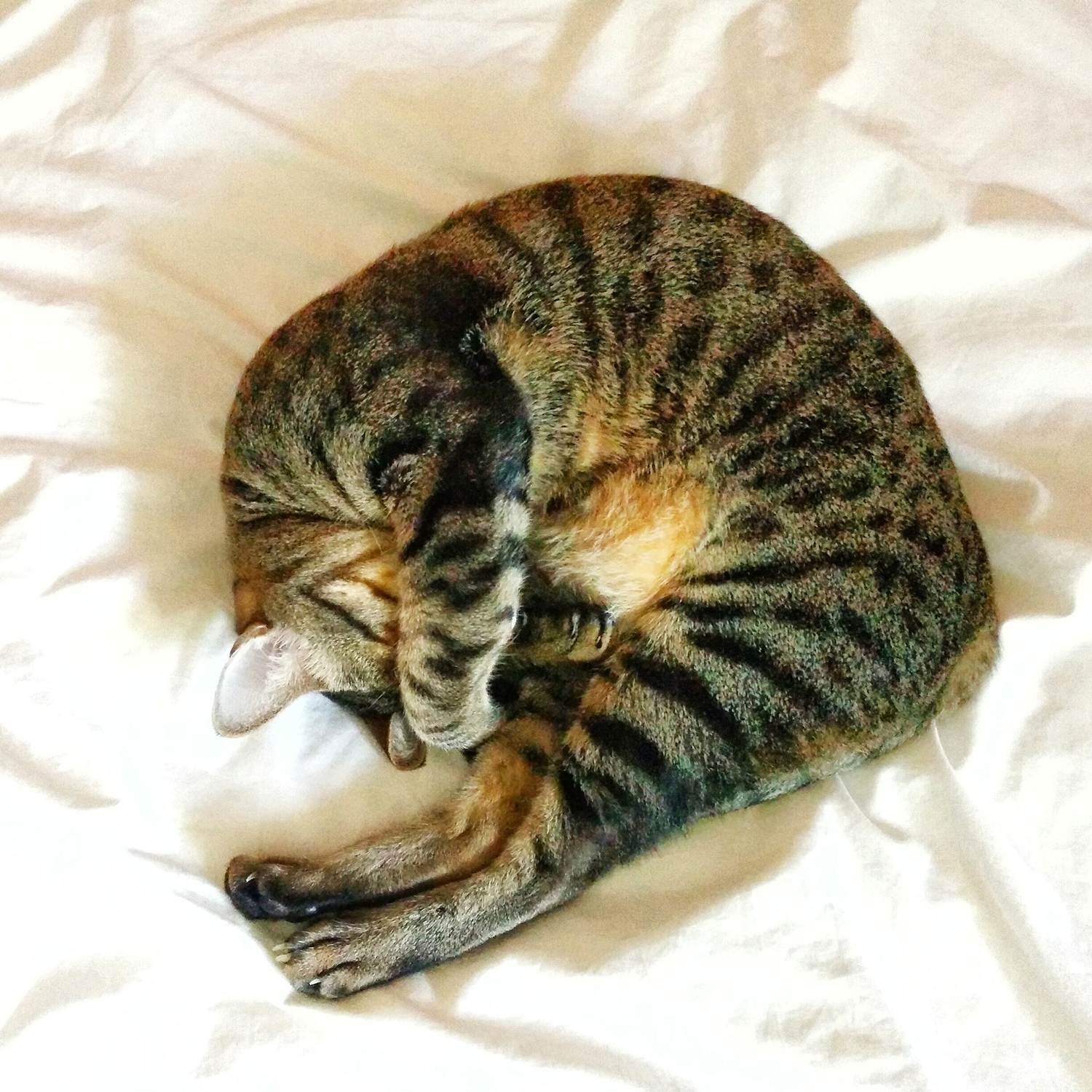 Почему кошка спит так много: сколько часов в сутки норма у котят, взрослых котов