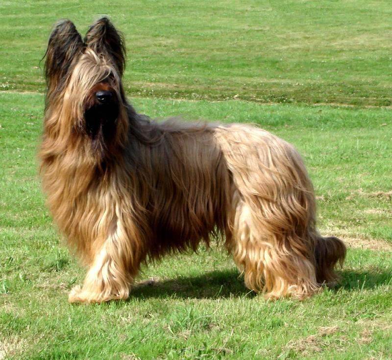 Порода собак бриар: фото, где купить, описание
