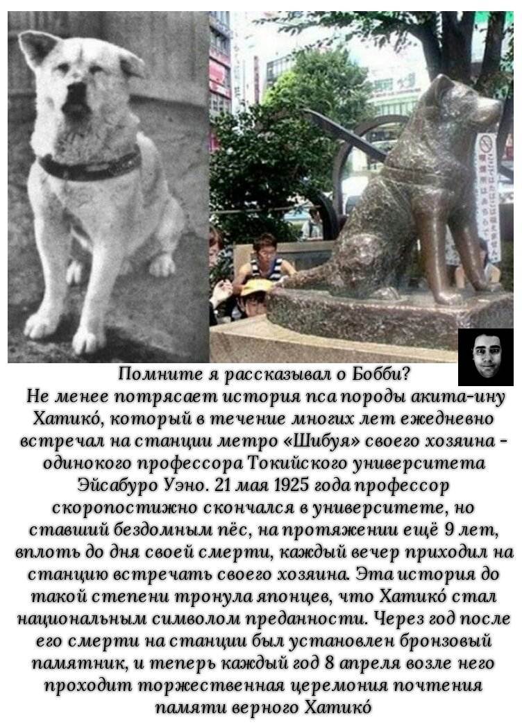 Порода собаки хатико — акита-ину, ее описание и история