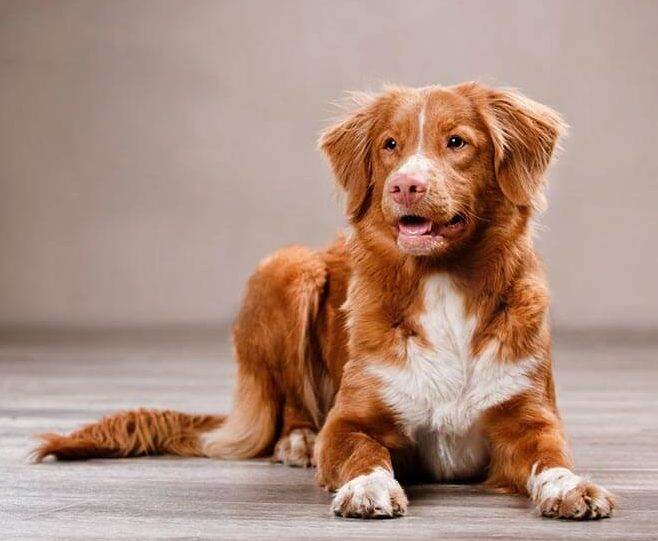 Новошотландский ретривер: характеристики породы собаки, фото, характер, правила ухода и содержания