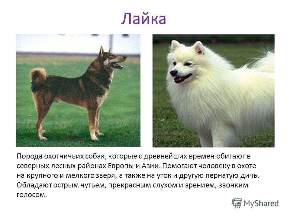 Якутская лайка — описание породы, характеристика, уход, фото якутских лаек и многое другое