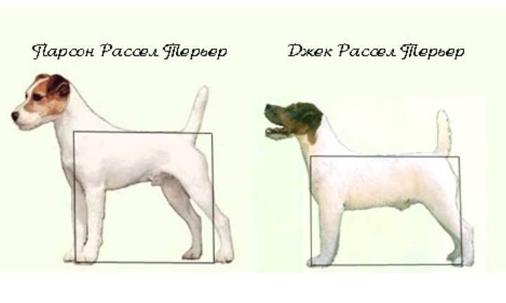 Парсон рассел терьер - описание, темперамент и характер собаки, выращивание щенков, питание и уход