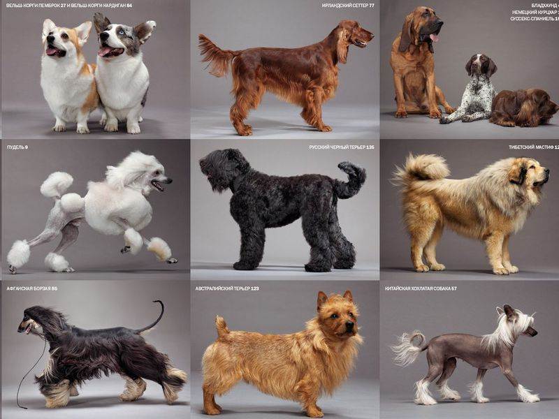 15 маленьких умных пород собак