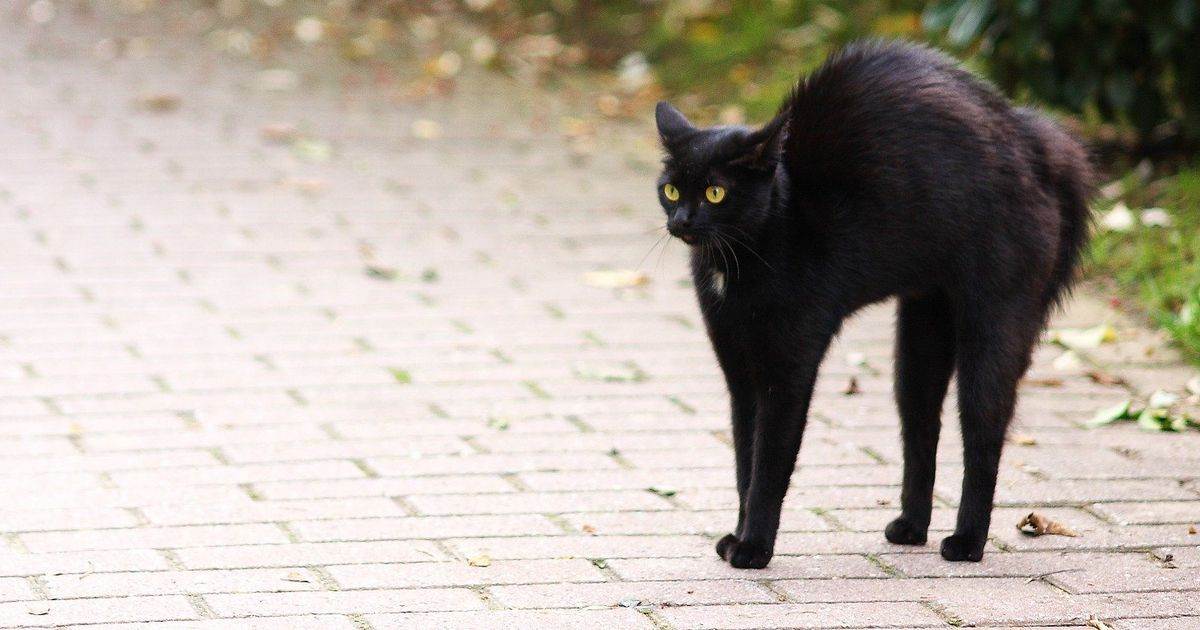 Народные приметы и суеверия про черную кошку