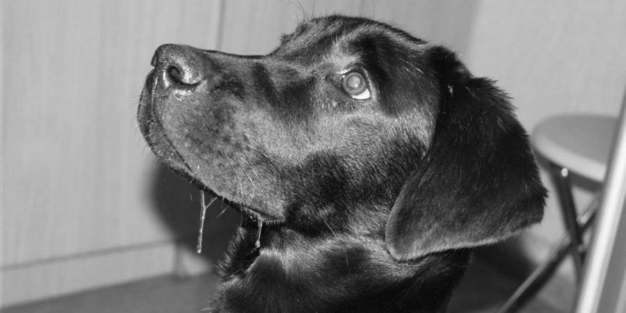 Пена изо рта у собак – причины и нужно ли к ветеринару