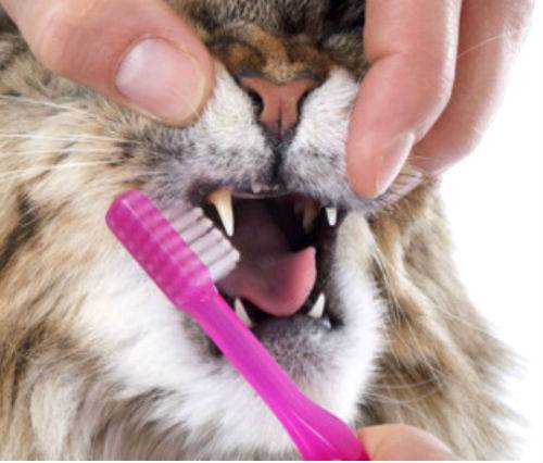 Запах изо рта у кошки: причины появления, возможные заболевания, что делать, если у кота пахнет изо рта тухлятиной