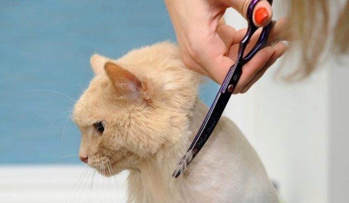 Можно ли коту и кошке стричь усы | подстричь брови