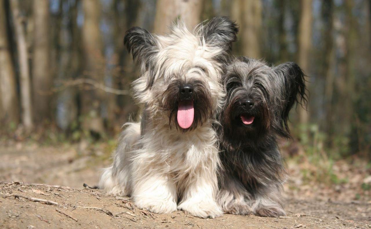 Скай терьер: фото, описание, характер, здоровье, содержание породы собак