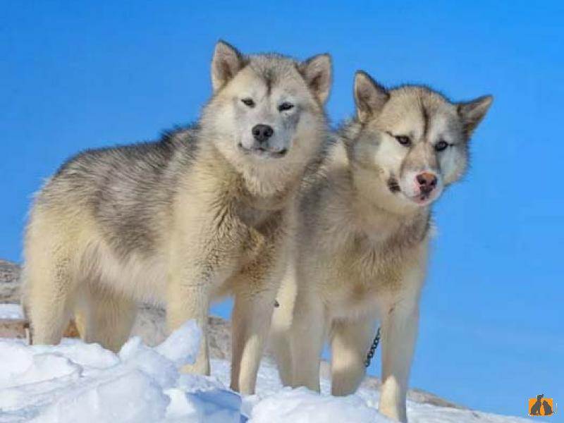 Гренландская ездовая собака - характер и описание породы