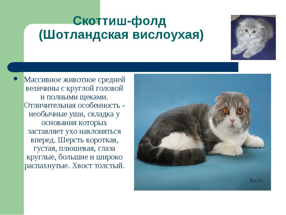 Британская вислоухая: характеристика и описание породы кошки