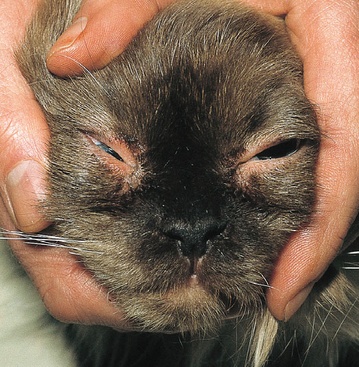 Демодекоз у кошек: фото, лечение — от ветеринара