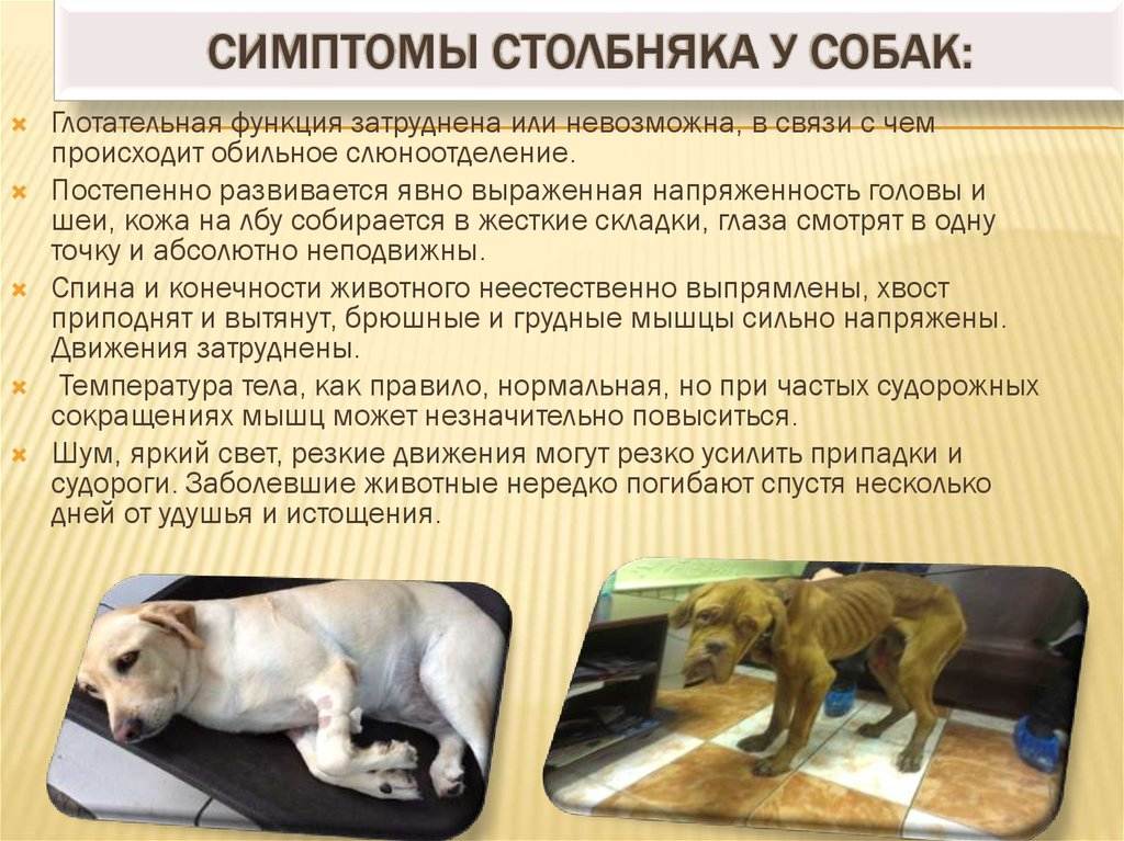 Инфекционные болезни собак