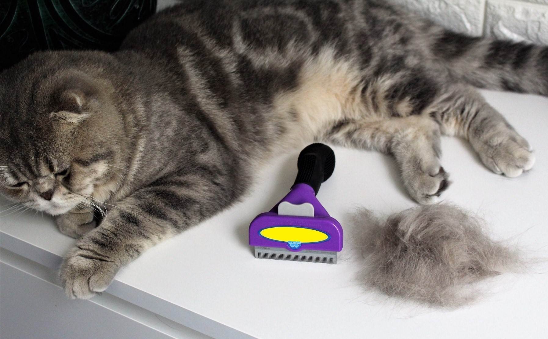 Выбираем фурминатор для кошки: отзывы реальных владельцев