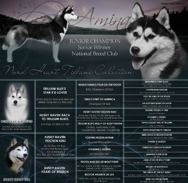 Клички для хаски мальчика и девочки: имена для собак кобелей и сучек (красивые и со значением) и идеи, как назвать щенков сибирской породы