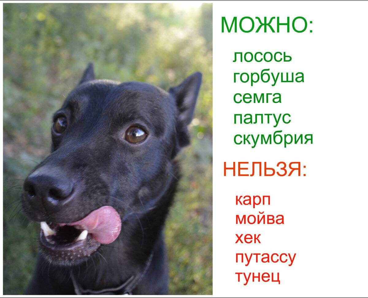 Можно ли давать собакам рыбу: какая рыба лучше морская или речная, как и в каких количествах давать, как с рыбой для собаки