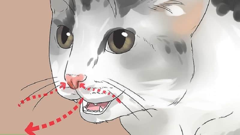 Заложенный нос у кошки когда дышит: варианты что делать в домашних условиях