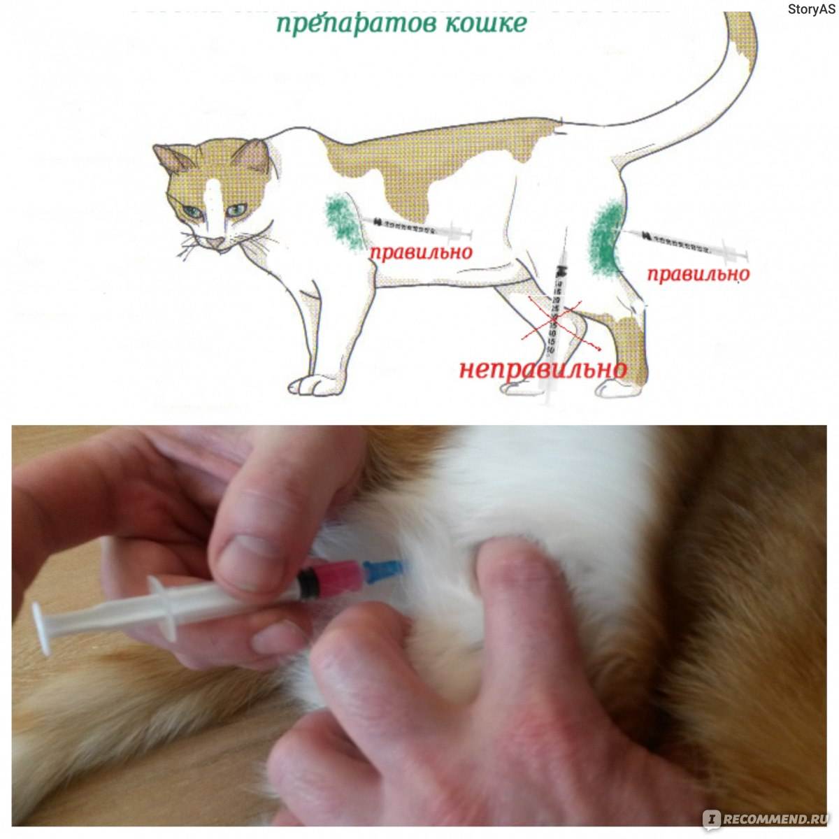 Как делать укол собаке внутримышечно – все тонкости проведения процедуры