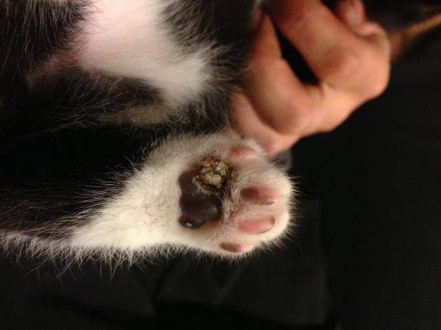 Эозинофильная гранулема у кошек: причины, симптомы, лечение