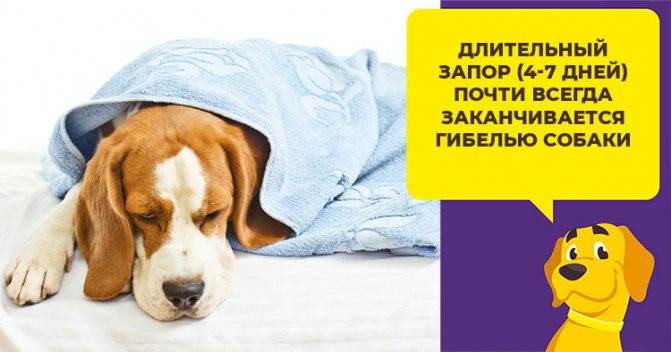 Запор у собаки: симптом или болезнь и что делатьветлечебница рос-вет
