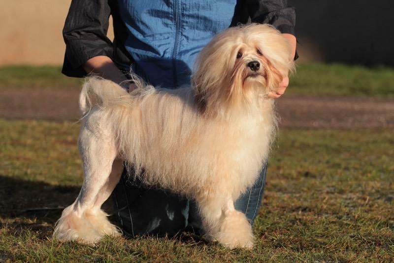 Бишон фризе (французская болонка) — фото, описание породы, особенности собаки