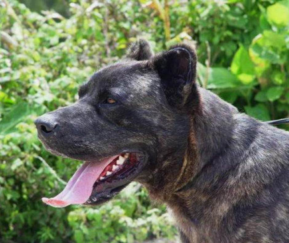 Азорская пастушья собака: характеристики породы, фото, характер, правила ухода и содержания