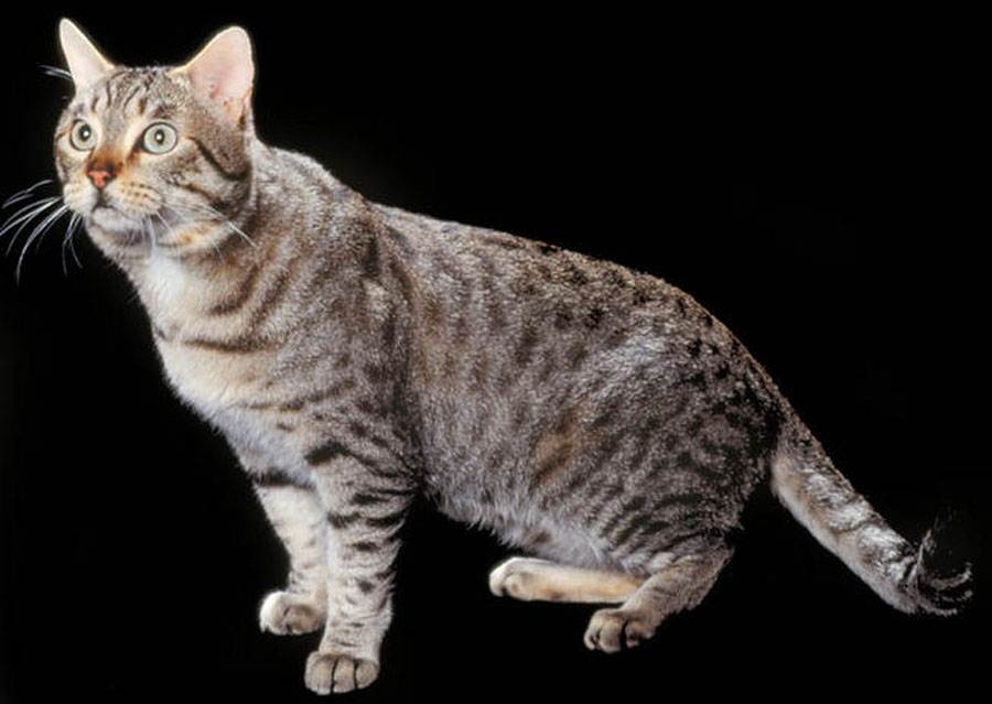 Калифорнийская сияющая кошка – описание породы кошки: фото, характер, размер, уход, цена в каталоге на официальном сайте корма бош