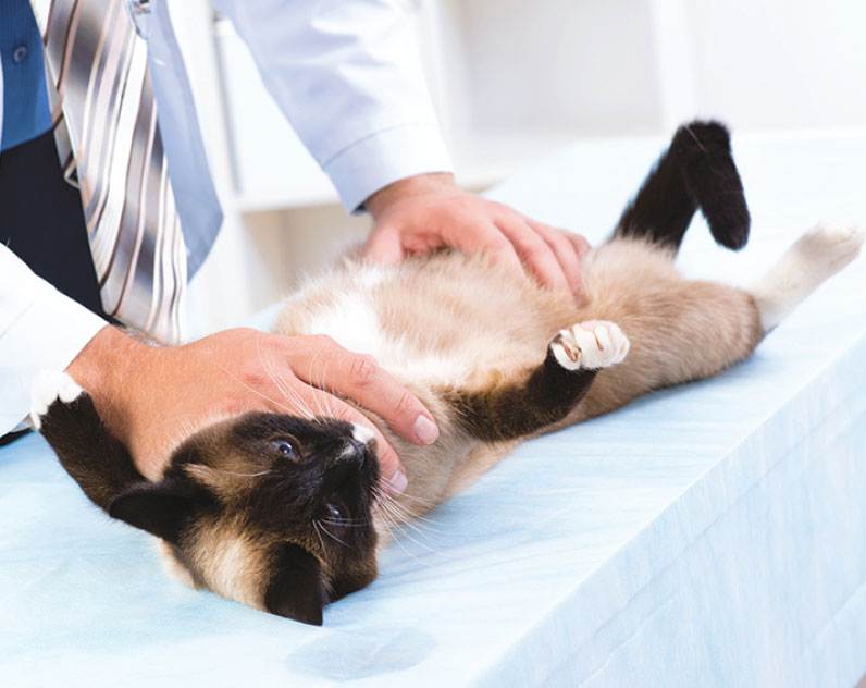 Стерилизация кошки: плюсы и минусы. - ветеринарний комплекс передовой
