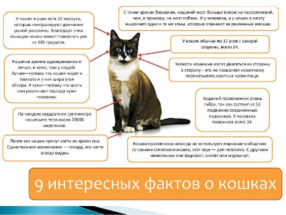 100 интересных, удивительных и забавных фактов о кошках со всего мира