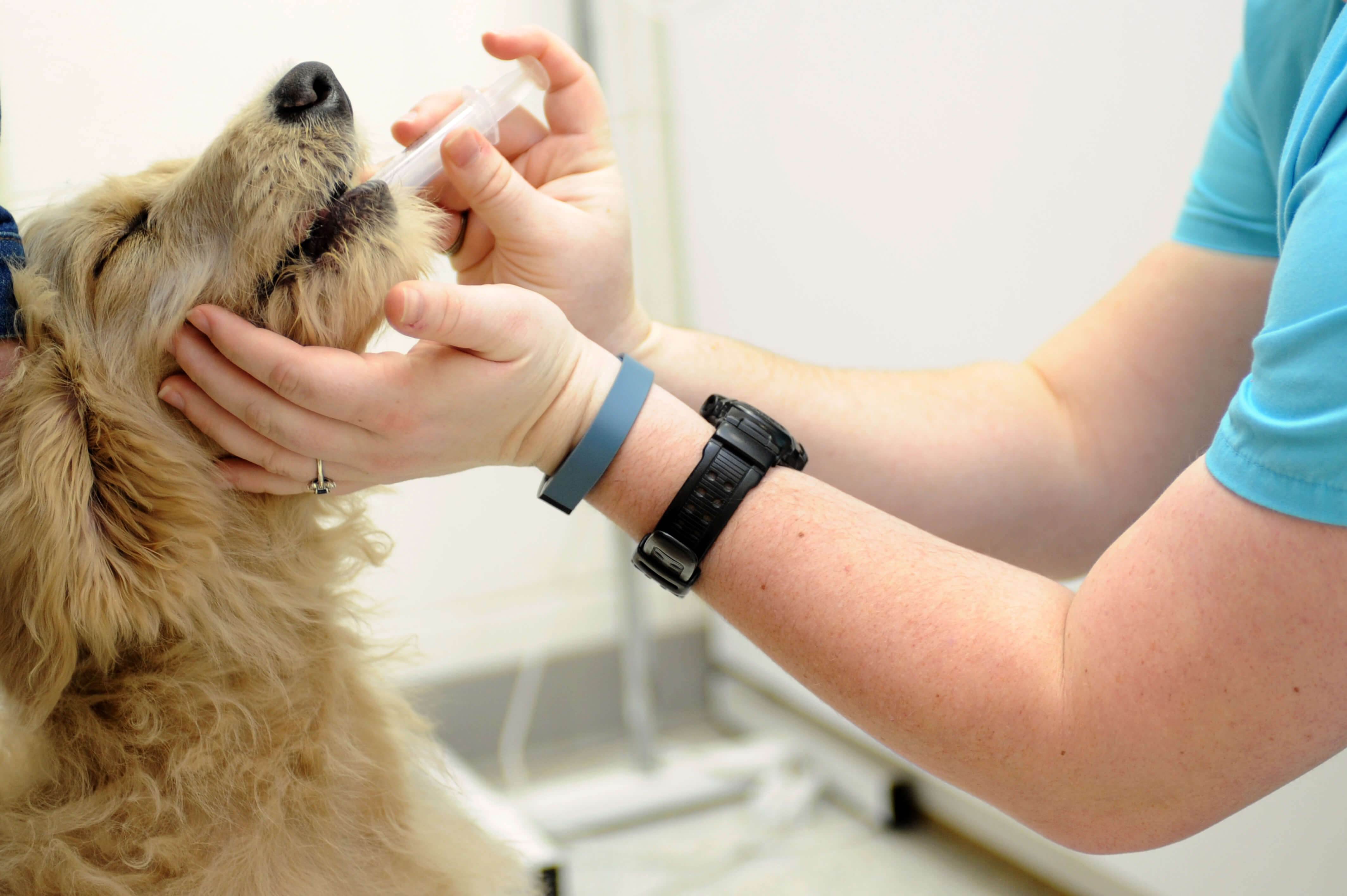 Мастит у собак: причины, симптомы и лечение, профилактика