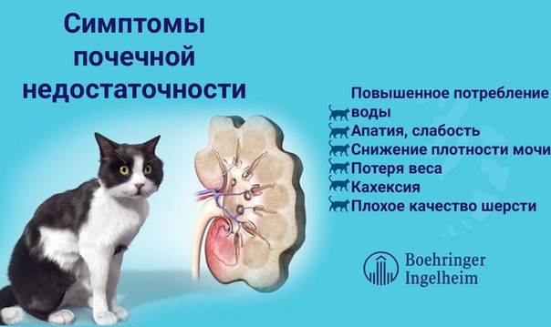 У кошки текут слюни: причины, симптомы, лечение, профилактика. почему у кошки текут слюни?