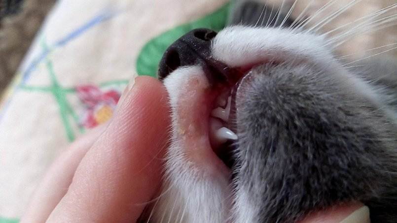 Кожный рог у кошек: причины и лечение