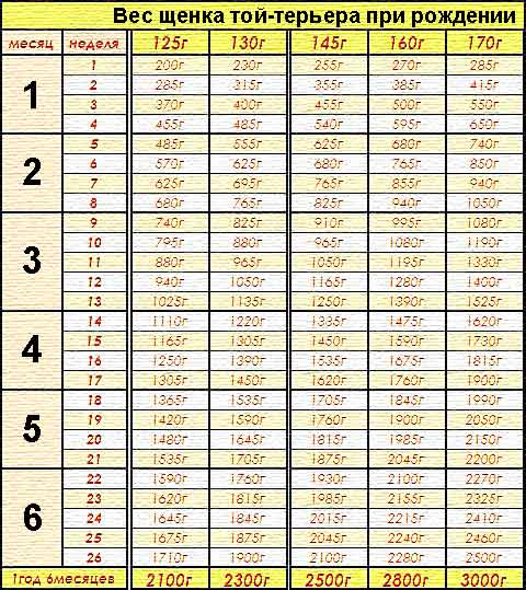 Таблица веса щенка чихуахуа по неделям