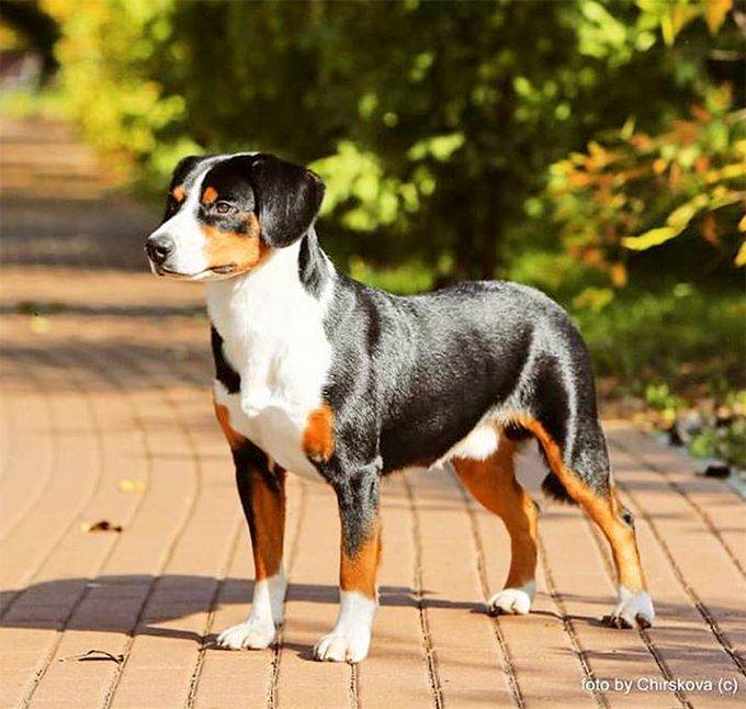 Подробная характеристика собак породы энтлебухер зенненхунд: особенности
