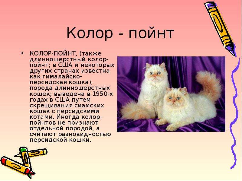 Невская кошка карнавальная порода, годубой кот