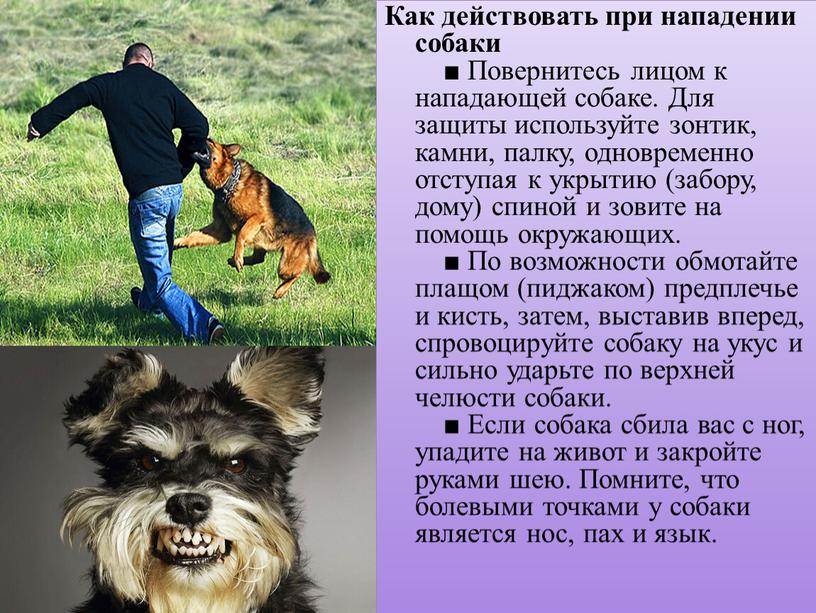 Как действовать при нападении собак: инструкции и правила самообороны, что делать при нападении стаи, самые опасные породы собак